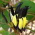 Kép 4/8 - Kennedia nigricans - fekete korallborsó