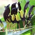 Kép 1/8 - Kennedia nigricans - fekete korallborsó