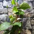 Kép 3/8 - Kennedia nigricans - fekete korallborsó