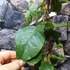Kép 5/8 - Kennedia nigricans - fekete korallborsó