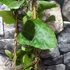 Kép 8/8 - Kennedia nigricans - fekete korallborsó