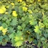 Kép 1/7 - Mimosa pudica - szemérmes mimóza