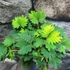 Kép 2/7 - Mimosa pudica - szemérmes mimóza