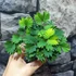 Kép 3/7 - Mimosa pudica - szemérmes mimóza