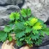 Kép 4/7 - Mimosa pudica - szemérmes mimóza