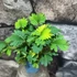 Kép 5/7 - Mimosa pudica - szemérmes mimóza