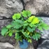 Kép 6/7 - Mimosa pudica - szemérmes mimóza