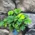 Kép 7/7 - Mimosa pudica - szemérmes mimóza