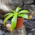 Kép 5/7 - Nepenthes Linda