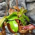 Kép 4/8 - Nepenthes Gaya