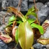 Kép 6/8 - Nepenthes Gaya