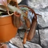 Kép 4/9 - Nepenthes Rebecca