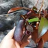 Kép 5/9 - Nepenthes Rebecca