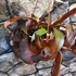 Kép 6/9 - Nepenthes Rebecca