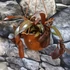 Kép 2/9 - Nepenthes Rebecca