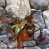 Kép 7/9 - Nepenthes Rebecca