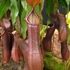 Kép 1/9 - Nepenthes Rebecca