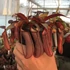 Kép 1/11 - Nepenthes Rebecca