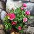 Kép 7/9 - Rosa Tunesie Twin Colour Star, levirágzott
