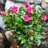 Kép 8/9 - Rosa Tunesie Twin Colour Star, levirágzott