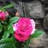 Kép 9/9 - Rosa Tunesie Twin Colour Star, levirágzott
