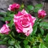 Kép 2/9 - Rosa Tunesie Twin Colour Star, levirágzott
