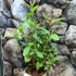 Kép 2/4 - Eucalyptus citriodara