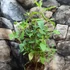 Kép 3/4 - Eucalyptus citriodara