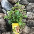 Kép 4/4 - Eucalyptus citriodara