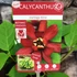 Kép 4/5 - Calycanthus 'Hartlage Wine' - illatos fűszercserje