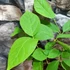 Kép 3/5 - Calycanthus 'Hartlage Wine' - illatos fűszercserje