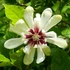 Kép 1/5 - Calycanthus 'Venus' - illatos fűszercserje