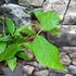 Kép 3/5 - Calycanthus 'Venus' - illatos fűszercserje