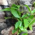 Kép 4/5 - Calycanthus 'Venus' - illatos fűszercserje