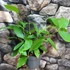 Kép 5/5 - Calycanthus 'Venus' - illatos fűszercserje