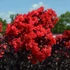 Kép 1/9 - Lagerstroemia 'Best Red' – Kínai selyemmirtusz