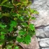 Kép 5/10 - Ilex meserveae 'Little Rascal' - törpe magyal