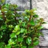 Kép 6/10 - Ilex meserveae 'Little Rascal' - törpe magyal