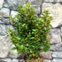 Kép 2/10 - Ilex meserveae 'Little Rascal' - törpe magyal