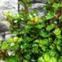 Kép 7/10 - Ilex meserveae 'Little Rascal' - törpe magyal