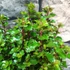 Kép 3/10 - Ilex meserveae 'Little Rascal' - törpe magyal
