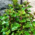 Kép 8/10 - Ilex meserveae 'Little Rascal' - törpe magyal