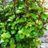 Kép 9/10 - Ilex meserveae 'Little Rascal' - törpe magyal