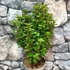Kép 4/10 - Ilex meserveae 'Little Rascal' - törpe magyal