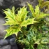 Kép 1/10 - Osmanthus heterophyllus 'Goshiki' – Tarkalevelű illatvirág