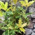 Kép 6/10 - Osmanthus heterophyllus 'Goshiki' – Tarkalevelű illatvirág