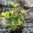 Kép 7/10 - Osmanthus heterophyllus 'Goshiki' – Tarkalevelű illatvirág