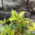 Kép 8/10 - Osmanthus heterophyllus 'Goshiki' – Tarkalevelű illatvirág