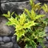 Kép 9/10 - Osmanthus heterophyllus 'Goshiki' – Tarkalevelű illatvirág