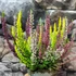 Kép 3/8 - Calluna vulgaris High Five
